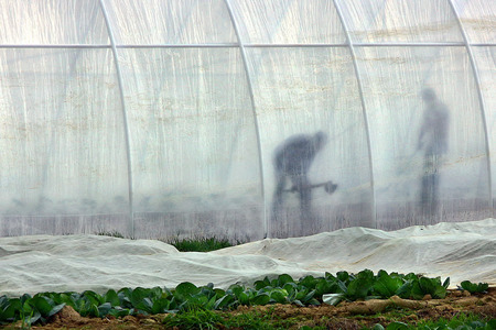 Zarechye, Ukraine - April 19, 2012: Local farmers work in the greenhouse on the plantations of early cabbage during field work in the springtime.のeditorial素材