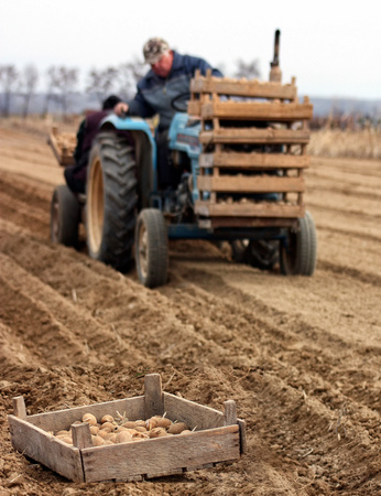 Great Dobron, Western Ukraine - March 27, 2012. A box with planting material lies on the land plot of a local farmer during the planting of potatoes in springtime.のeditorial素材