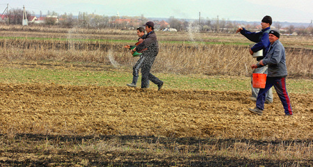 Great Dobron, Western Ukraine - March 27, 2012. Local farmers manually spread fertilizers on the land after planting potatoes in springtime.のeditorial素材