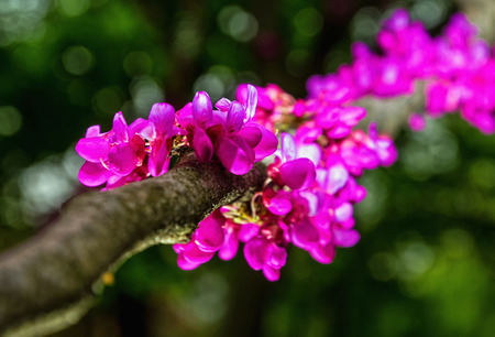 Beautiful pink branches of a tree of Judas on a green background with a soft bokeh.の写真素材