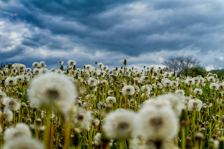 Swollen dandelions on a green meadow in a mountain valley in front of a thunderstorm.の写真素材