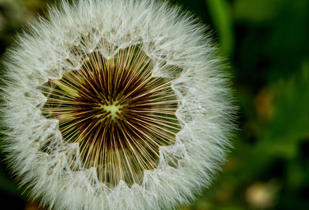 A dandelion basket with seeds among the grass.