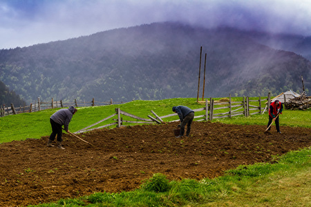 Synevir,  Western Ukraine - May 9, 2017: Local farmers plant potatoes on their plot in the spring foggy morning in the Carpathians.のeditorial素材