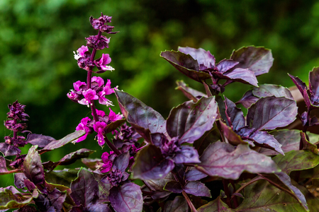 A flowering branch of basil on a blurred background of a green garden.の写真素材
