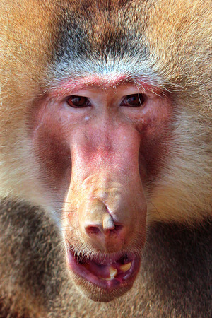 A scar on the face of an old male Hamadryas baboon (Papio Hamadrias) in Sosto Zoo, Nyiregyhaza, Hungary..の写真素材