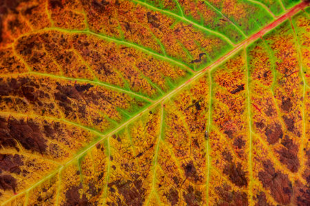 Autumn colors on a burdock leaf. Leaf texture close-up.