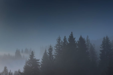 Thick morning fog over spruce forest at sunrise. First frosts in the Carpathian mountains.の写真素材