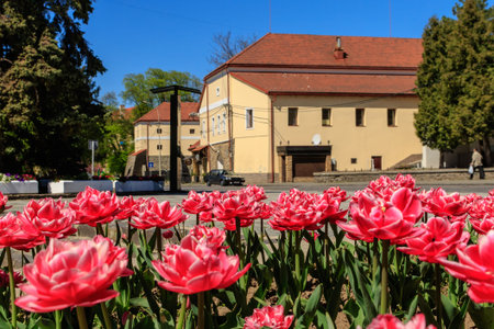 Uzhgorod, Ukraine - Apri 18, 2020:  Bright flowerbed with pink hybrid tulips in a deserted city...