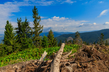 Pines cut down and abandoned along a forest road in the Carpathians, western Ukraine.