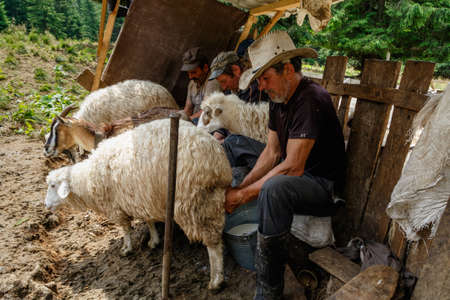 Lopukhiv, western Ukraine - July 30, 2020: Shepherds milking sheep and goats by the traditional method in the highlands among the Carpathians.のeditorial素材