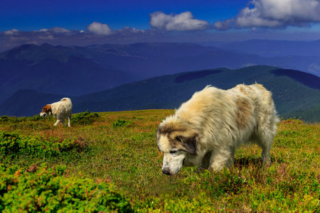 Carpathian shepherd dogs guard sheep in the highlands on a summer day.