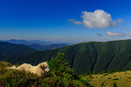 Carpathian shepherd dog guards sheep in the highlands on a summer morning.