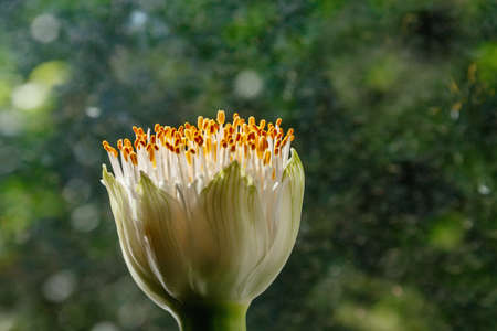 Flowerhead of Haemanthus albiflos, also known as blood lily or paintbrush lily against the background of a dirty window.の写真素材