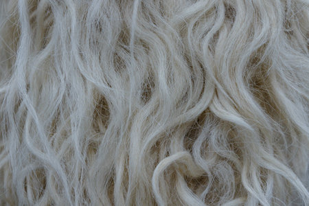 Combed sheep's wool from which outerwear was made. Close-up. Elements of folk clothing of local...