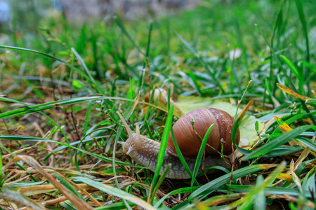 Snail crawling among the grass on a beautiful autumn day.