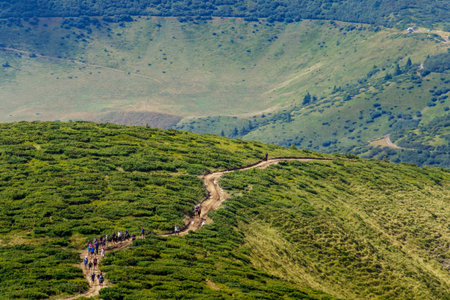 Groups of tourists walk along a path on a mountain range in the Carpathians, Ukraine.