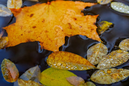 Beautiful autumn foliage with multi-colored droplets of moisture floats down the evening river.