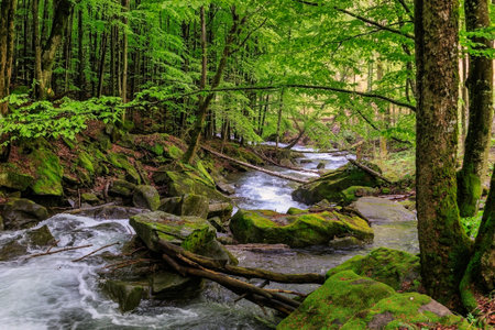 The seething water of a mountain river flowing through the spring forest.の写真素材