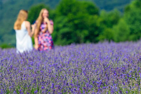 Visitors walk among the fragrant bushes of blooming lavender on a lavender field among the Carpathian Mountains.の写真素材
