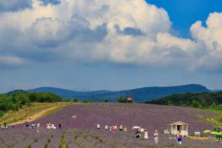 Visitors walk among the fragrant bushes of blooming lavender on a lavender field among the Carpathian Mountains.のeditorial素材