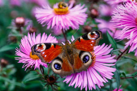 Graceful butterfly peacock eye sits on a pink aster and drinks nectar.の写真素材
