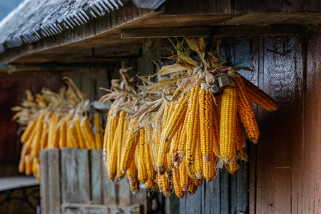 Corn is dried under the roof of an old barn in one of the villages of western Ukraine.の写真素材