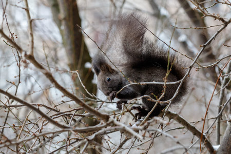 A cute little black squirrel is sitting among the thin branches of a tree. Shot with selective...