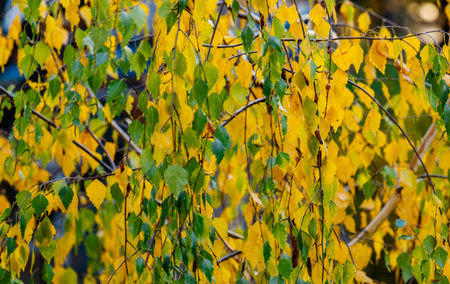 Yellowed birch leaves in the park. Beautiful autumn colors.