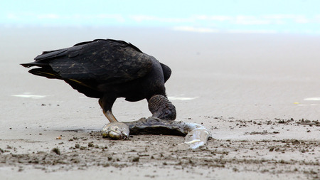 Eating Vultures on the coastの写真素材