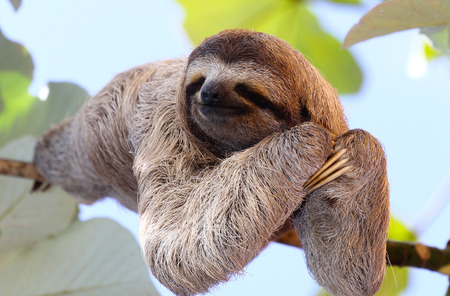 Happy Sloth Happy Sloth