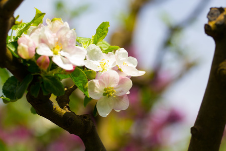 Apple tree flowerの写真素材
