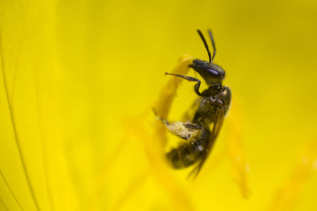 Closeup of a honey bee resting on a flower.の写真素材