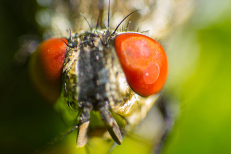 isolated close up, house fly on the green background