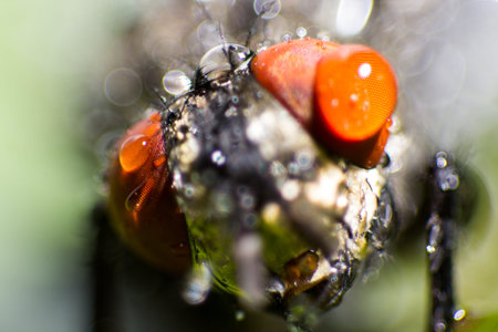 isolated close up, house fly on the green backgroundの写真素材