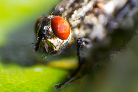 isolated close up, house fly on the green background