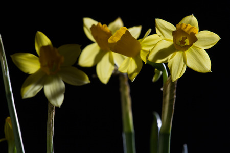 Beautiful daffodils isolated on black background, close up.の写真素材