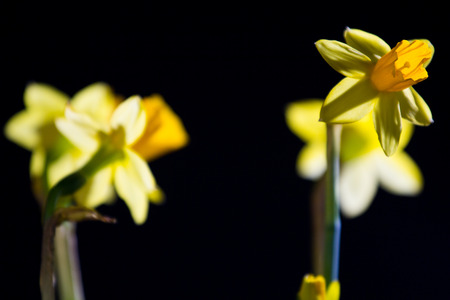 Beautiful daffodils isolated on black background, close up.の写真素材