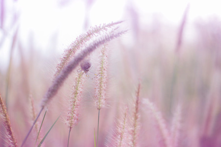 Beautiful nature landscape - Alpine meadow. Grass closeup with sunbeams. Beautiful Nature landscape with sun flare. Vintage Sepia tonedの写真素材
