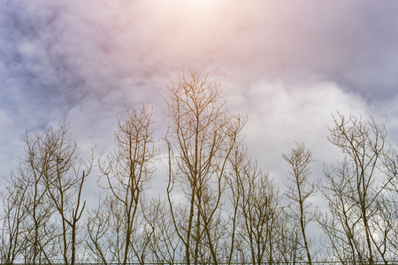 forest trees. nature green wood sunlight backgrounds.の写真素材