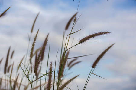 Beautiful nature landscape - Alpine meadow. Grass closeup with sunbeams. Beautiful Nature landscape with sun flare. Vintage Sepia tonedの写真素材