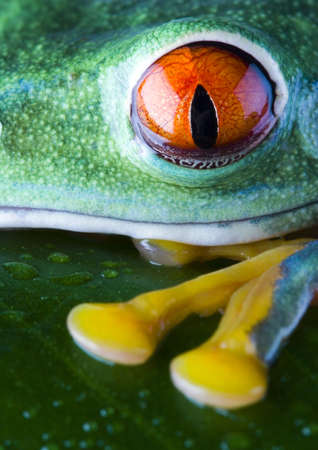 Red-eyesの写真素材