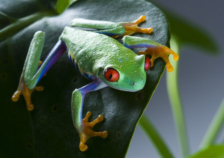 Tree frog