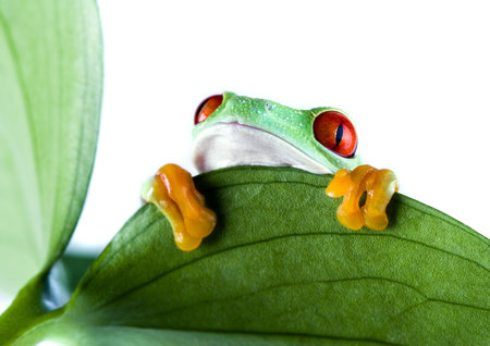 Red eyed leaf frog