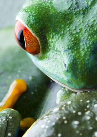Red-eyes