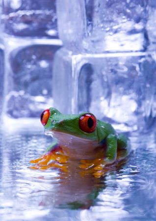 Cold frogの写真素材