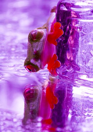 Cold frogの写真素材