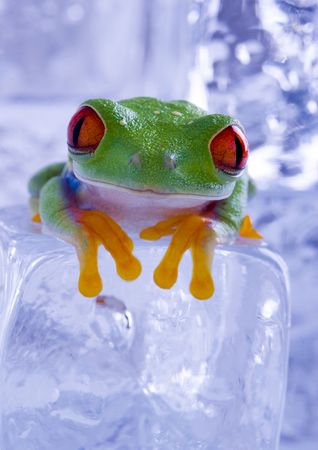 Cold frogの写真素材