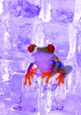 Cold frogの写真素材