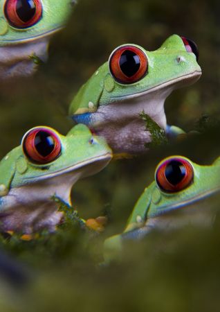 Frogsの写真素材