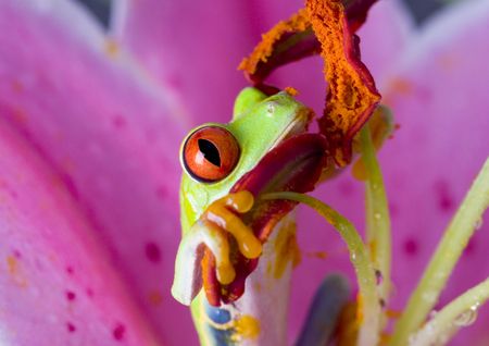 Flower frogの写真素材
